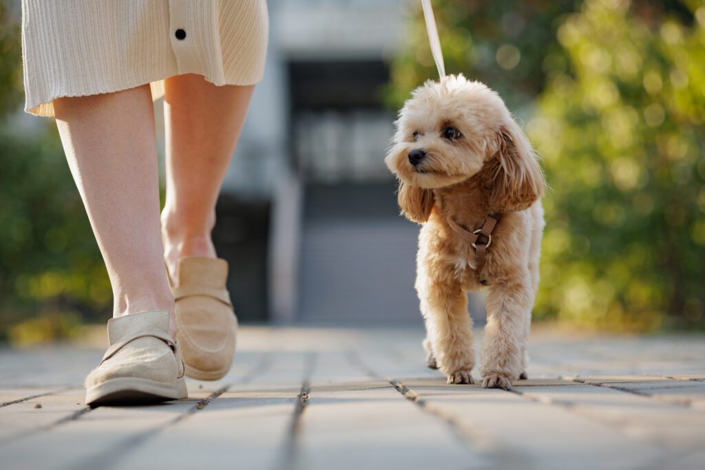 Pet Carers | Superstar Nannies